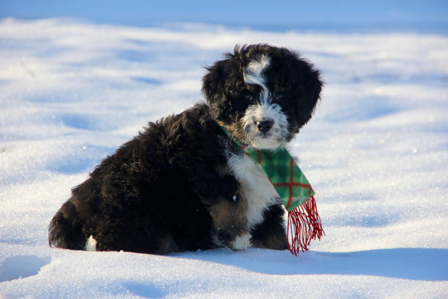 F1 Standard Bernedoodle (male) "Tank"