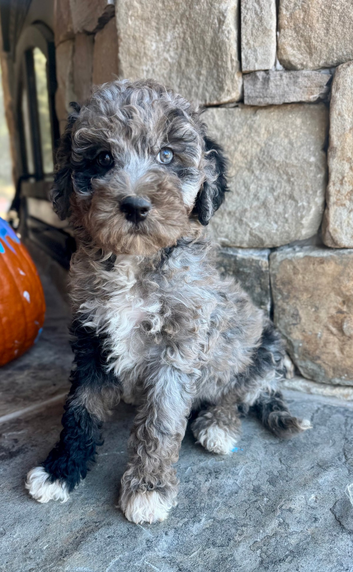 Micro/Mini Bernedoodle (female) “Frenchy”