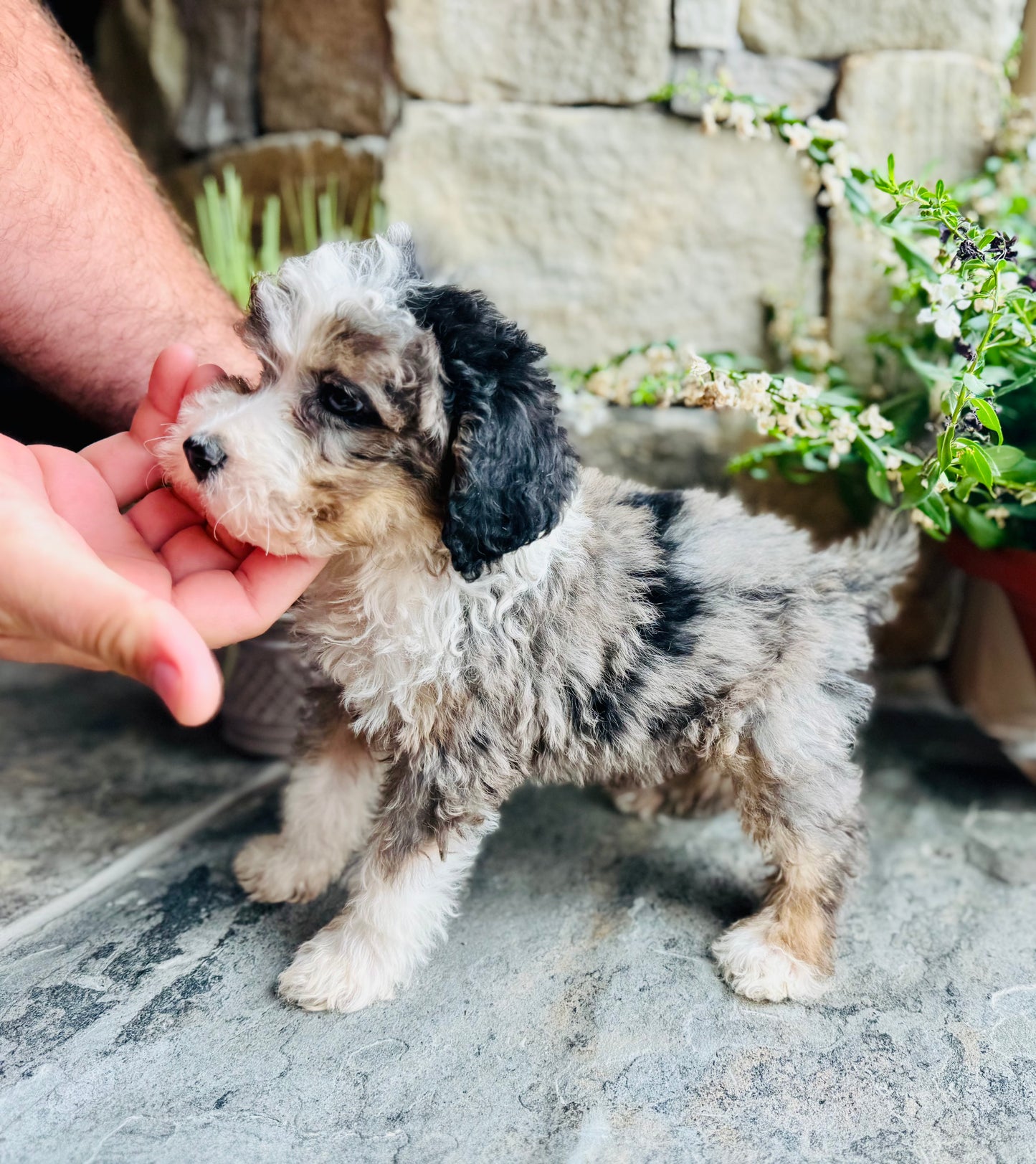 F1B Mini  Bernedoodle (male) “Fanta”