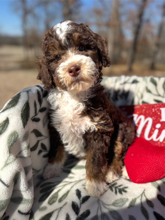 F1bb Micro/Mini Bernedoodle (male) "John Dutton”