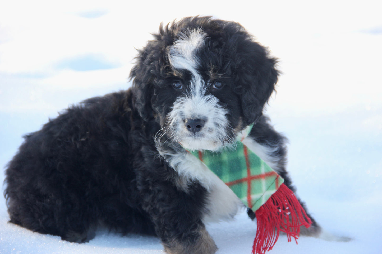 F1 Standard Bernedoodle (male) "Tank"