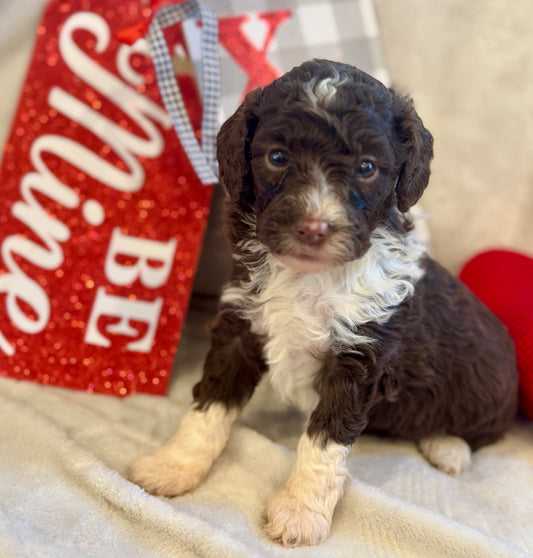 Micro Multigen Bernedoodle (female) "phoebe"