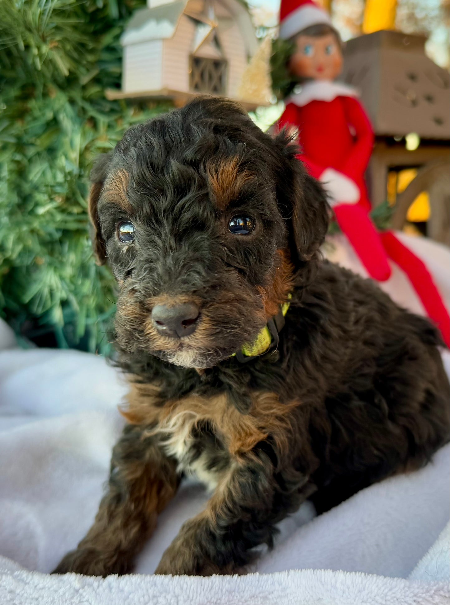 F1bb Micro Bernedoodle (Male) "Grinch"