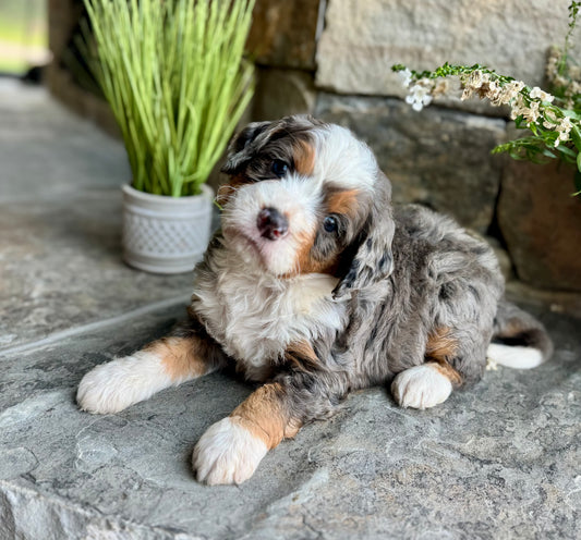 F1 mini  Bernedoodle (male) "Okra"