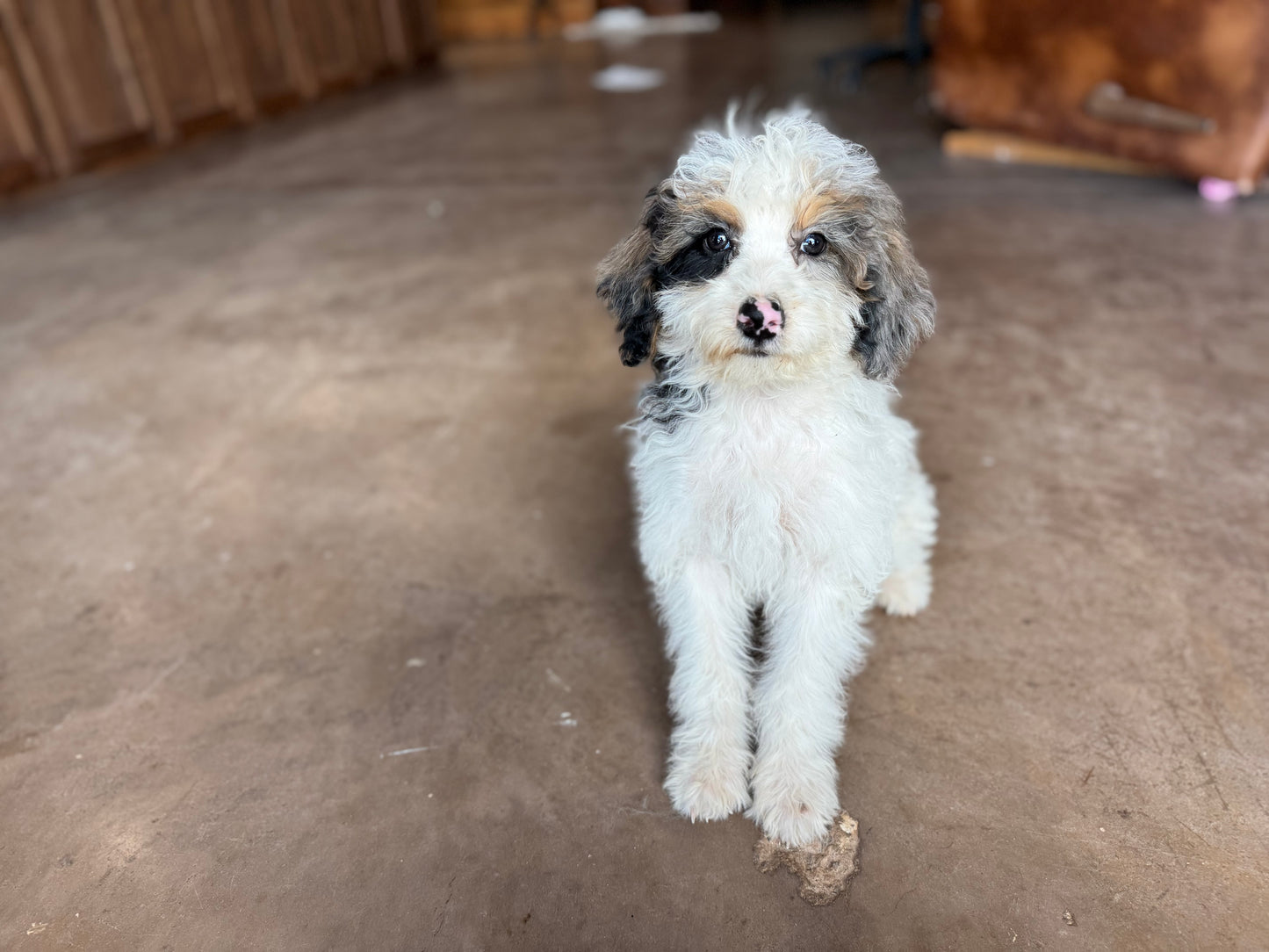 F1B mini Bernedoodle (male) “ Doc”
