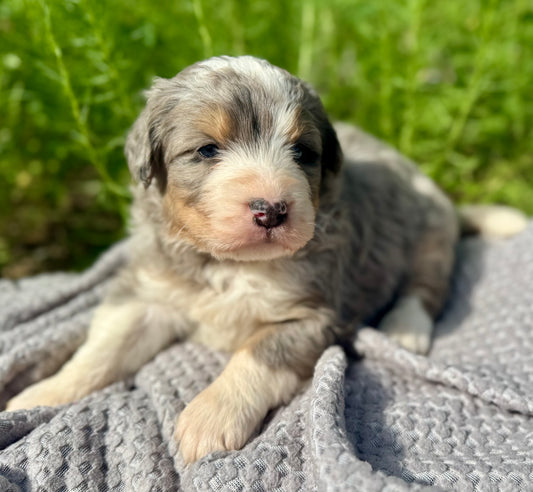 F1 Standard Bernedoodle (male) "Tigger"