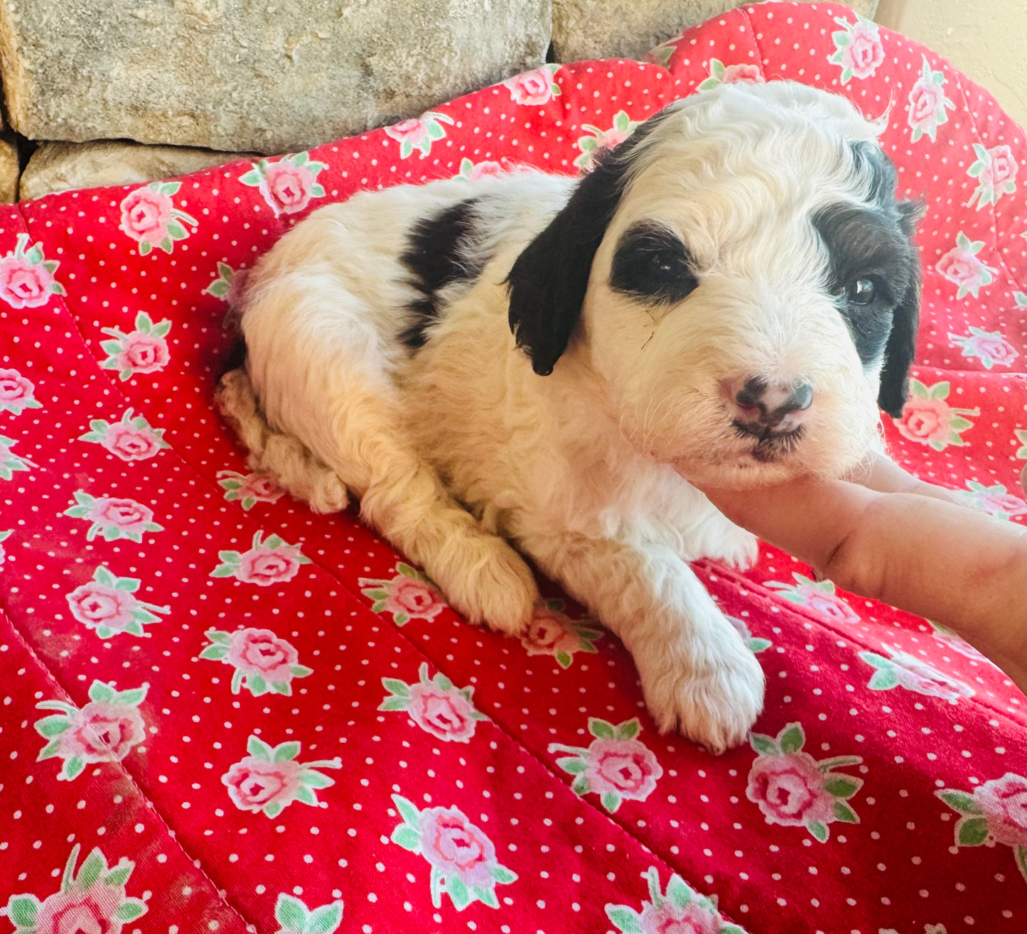 F1bb Micro/Mini Bernedoodle (female) "Pepper"