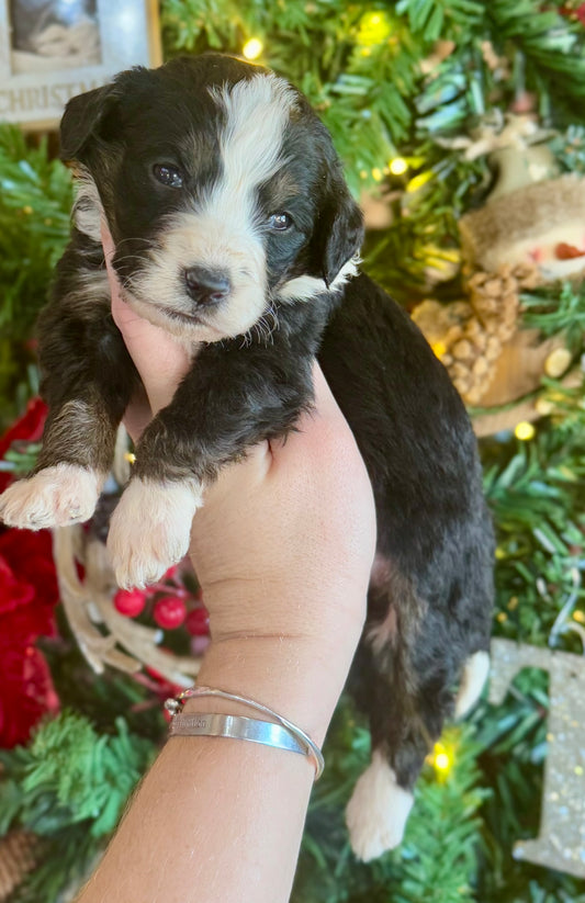 F1 Standard Bernedoodle (female) "Minnie”