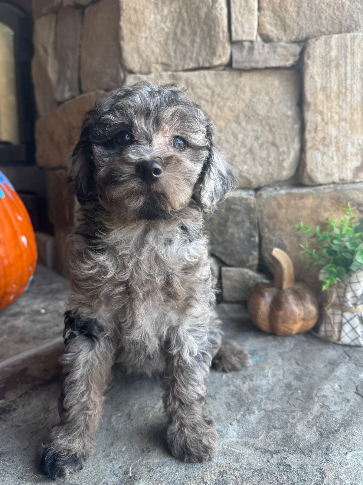 Micro/Mini Bernedoodle (female) “Sandy”