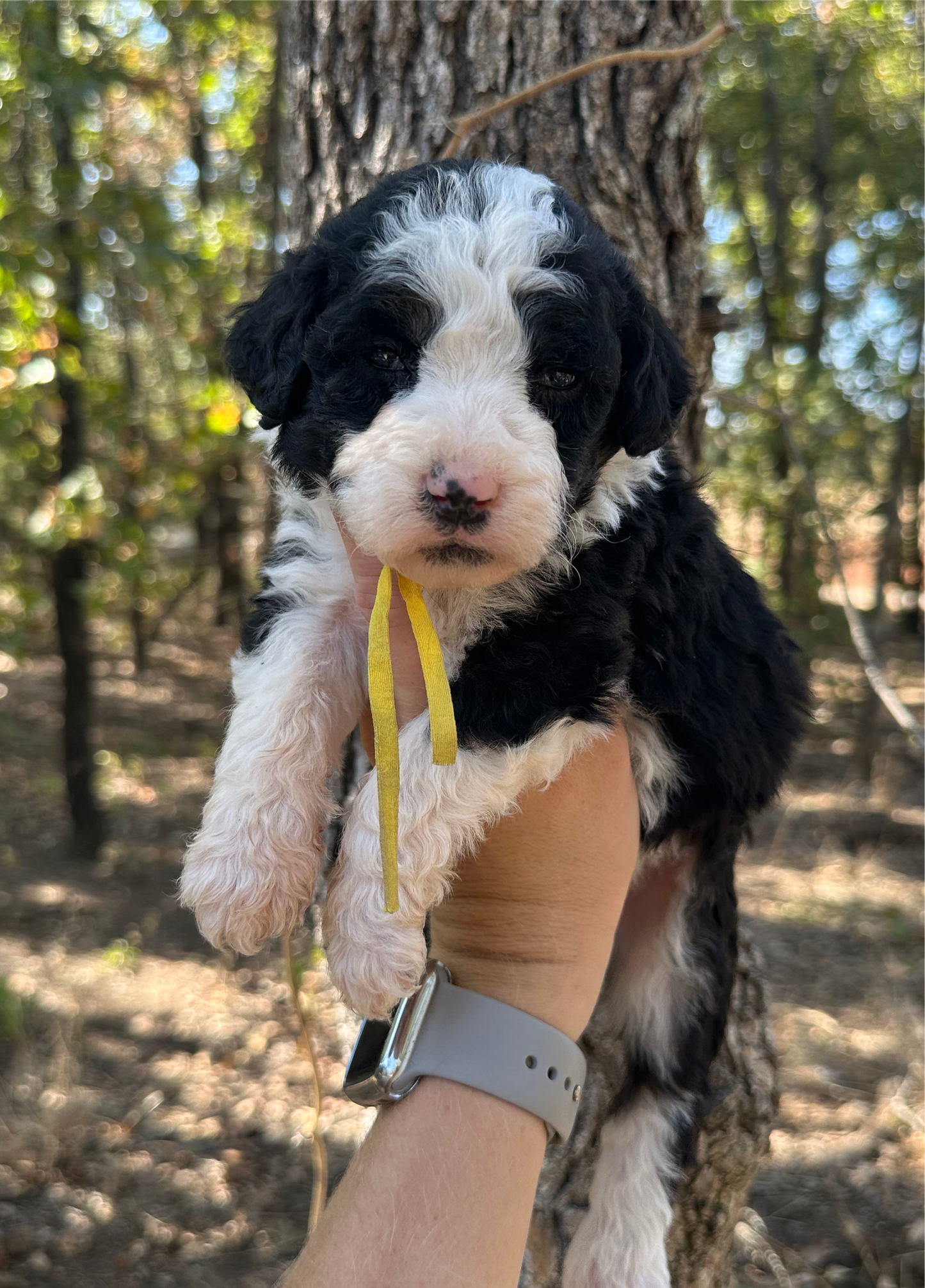 F1b Medium Bernedoodle (Female) "Pumbaa"