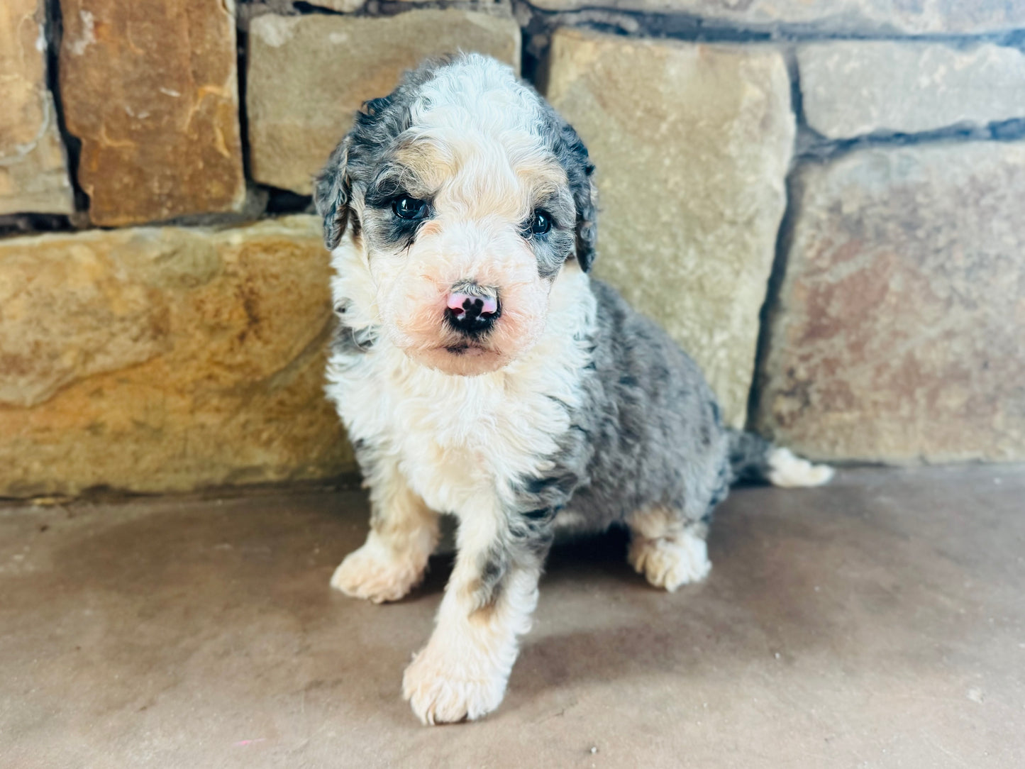 F1B Mini/ Medium Bernedoodle (male) “Dr.Pepper”