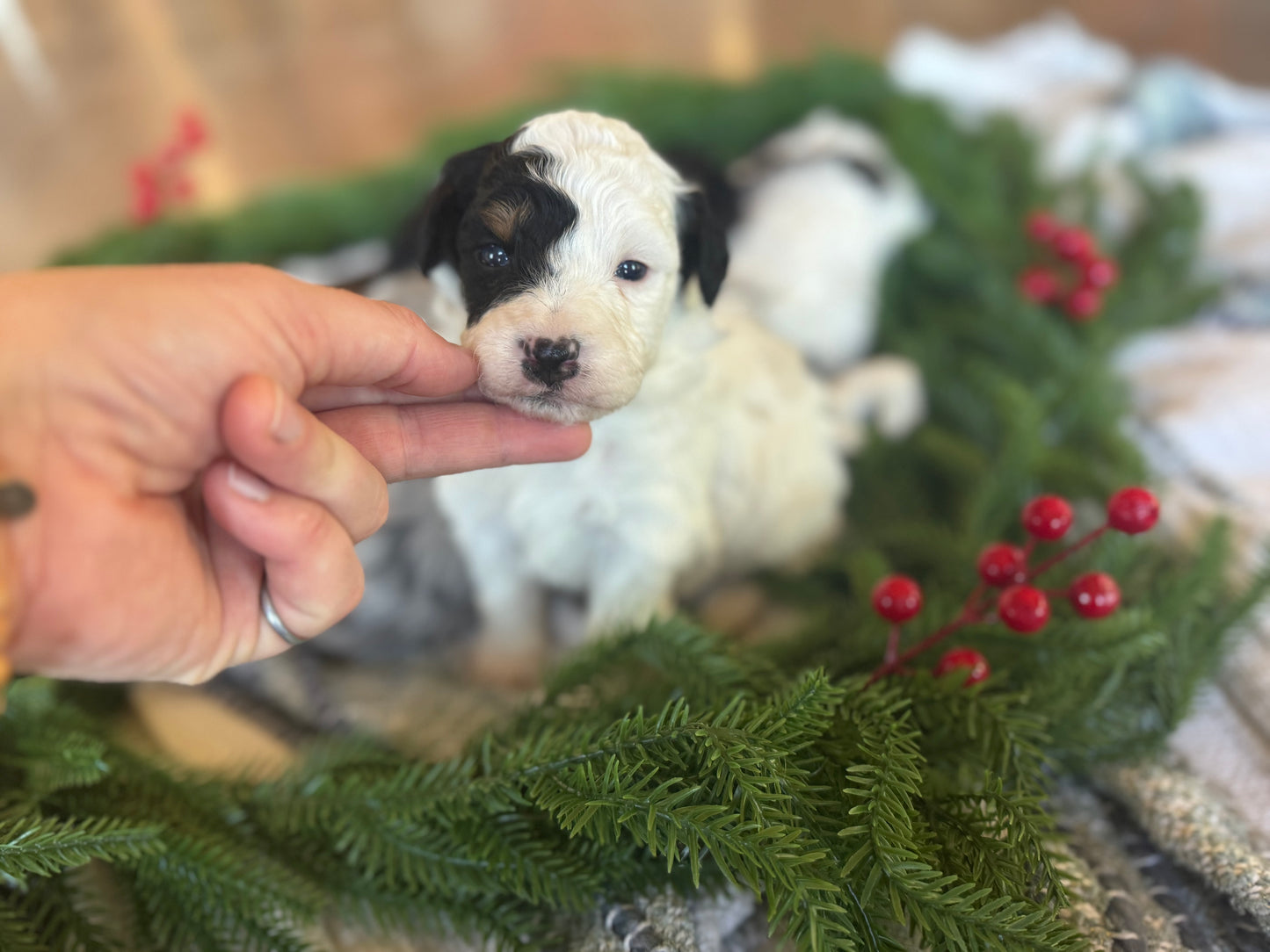 F1B Micro/Mini Bernedoodle (male) "Kevin”