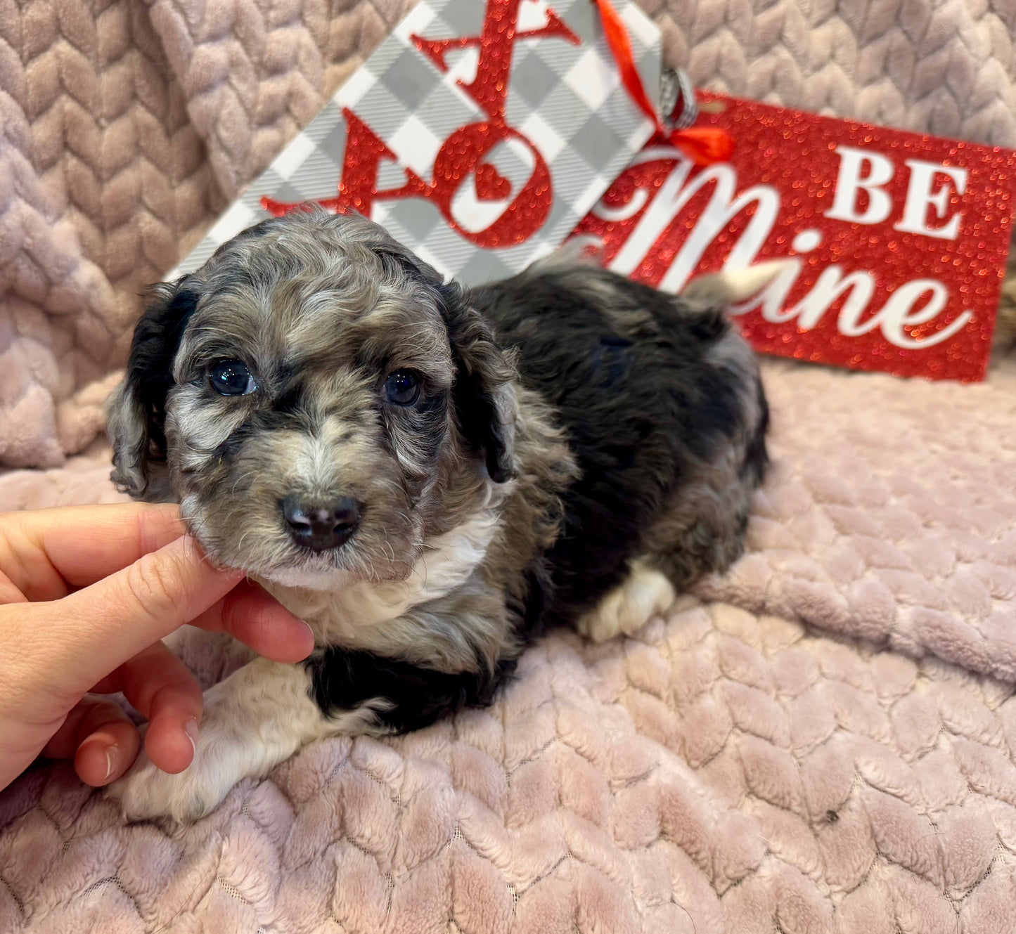 F1b Mini Bernedoodle (male) "Jess”