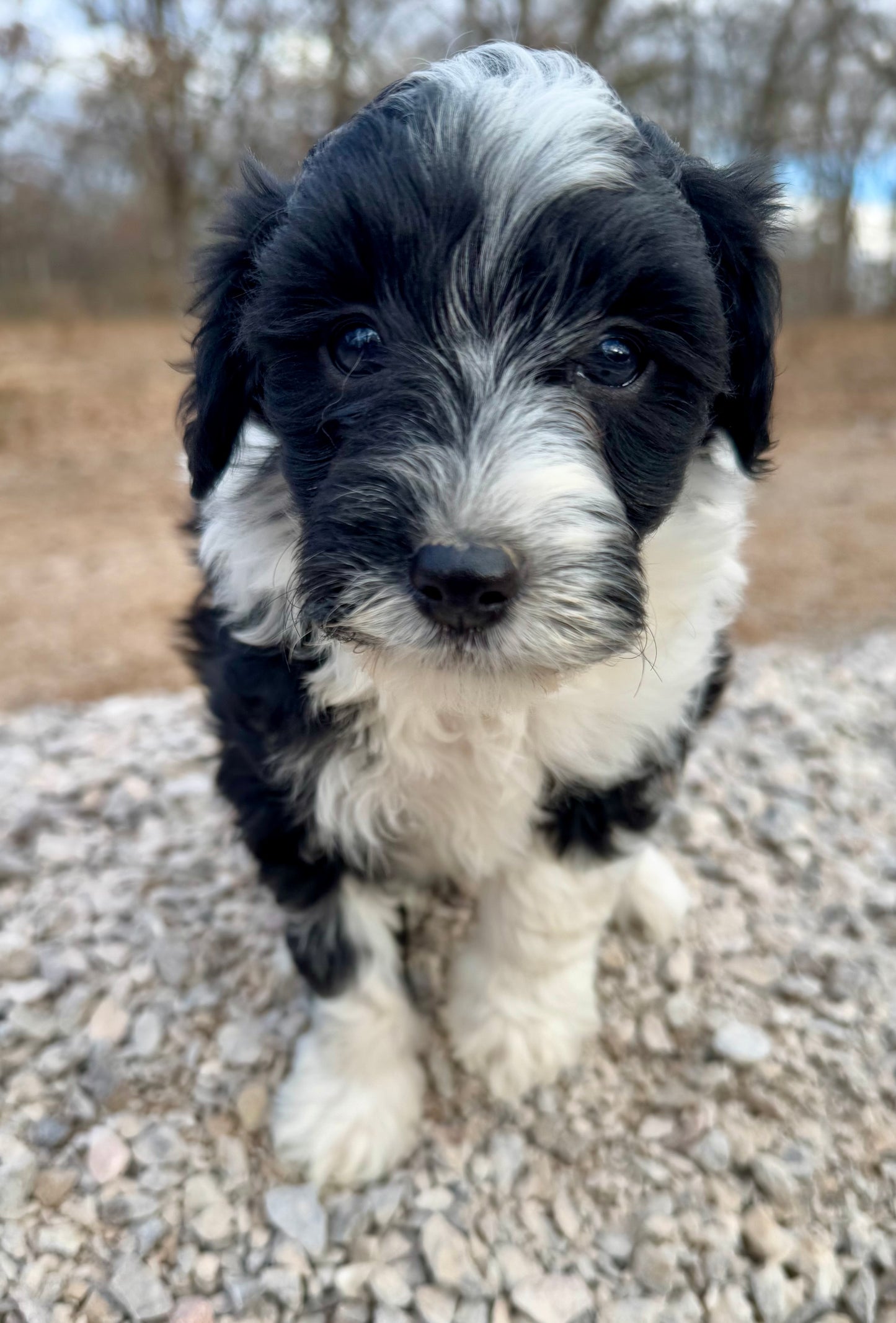 F1b Mini Bernedoodle (female) "Lorelai”