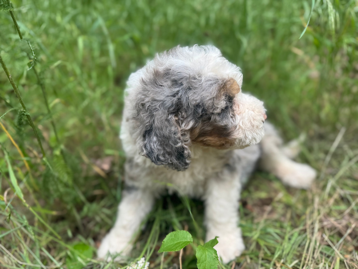F1B Medium Bernedoodle (male) "Cobra Bubbles ”