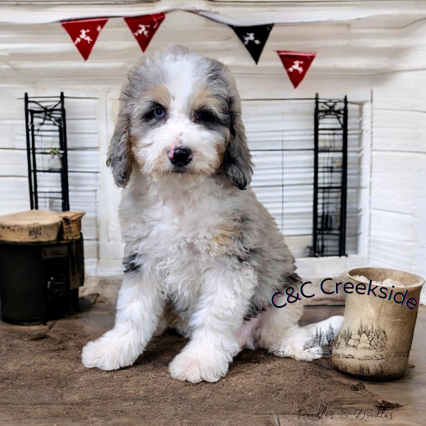 F1B Medium Bernedoodle (male) "Cobra Bubbles ”