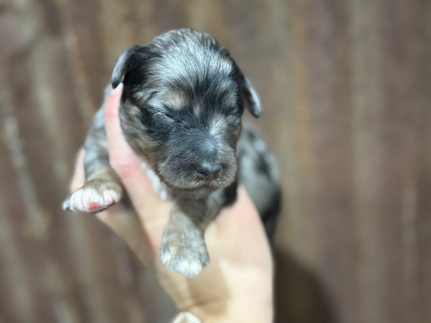 F1b Mini Bernedoodle (male) "Dean”