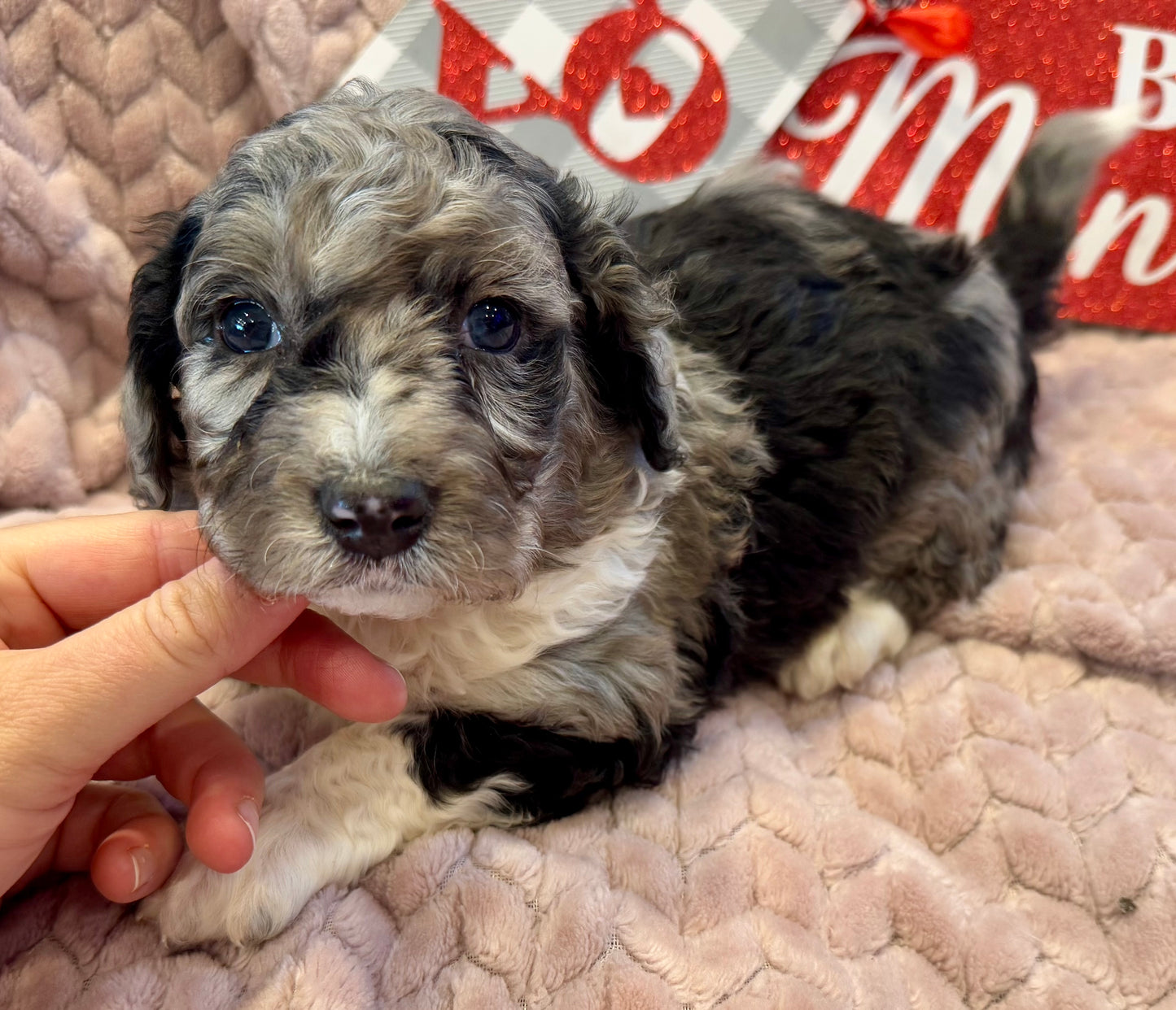 F1b Mini Bernedoodle (male) "Jess”