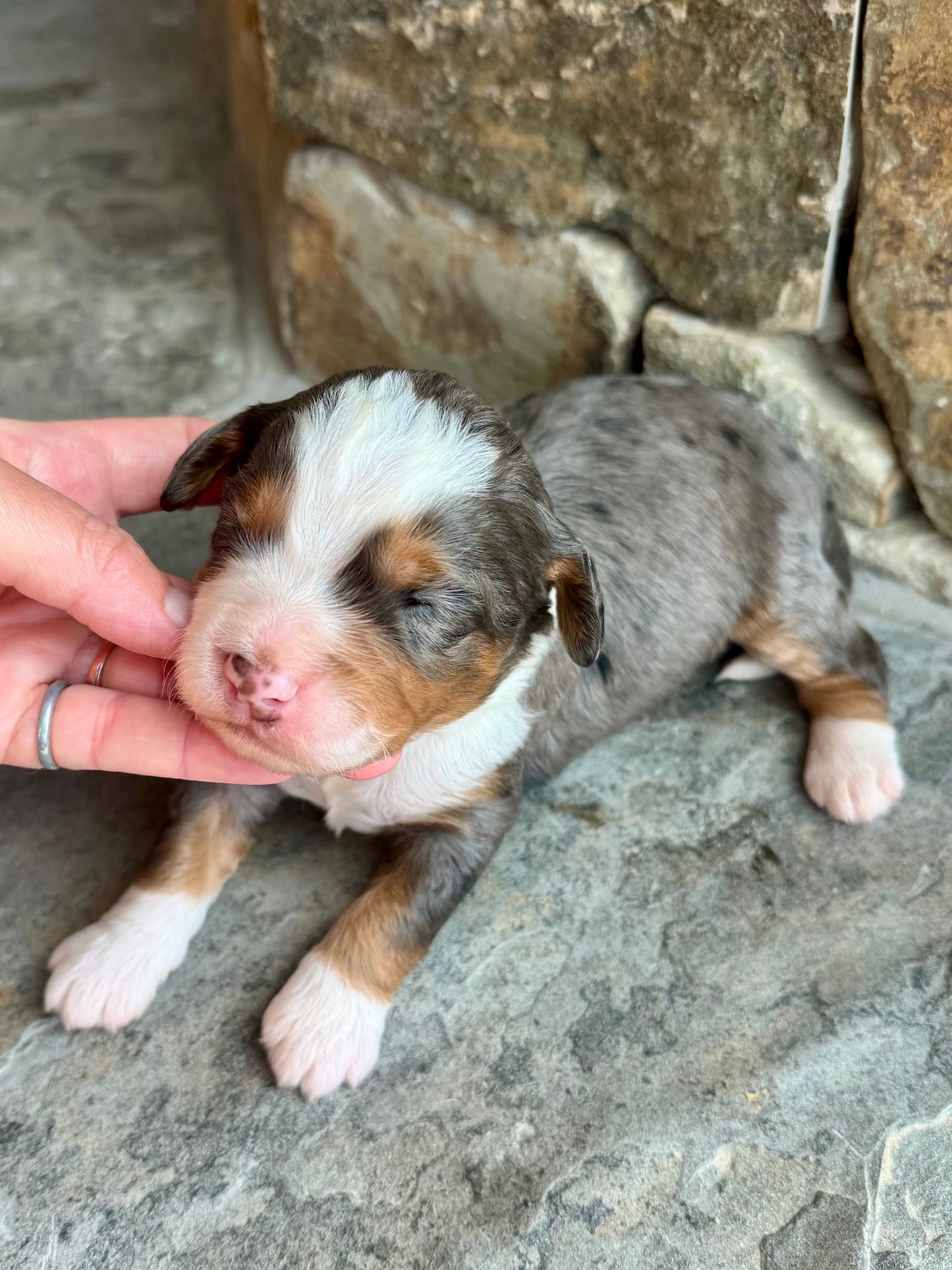 F1 mini  Bernedoodle (male) "Okra"