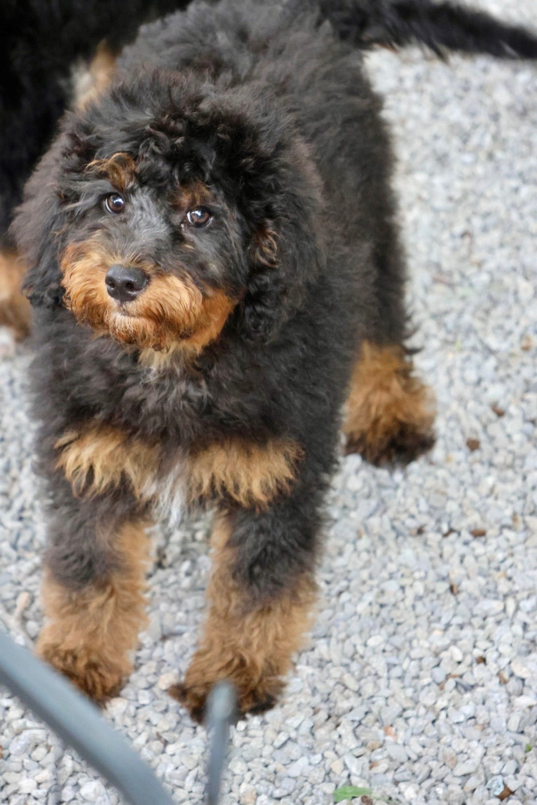 F1B Mini Bernedoodle (female) "Fiona”