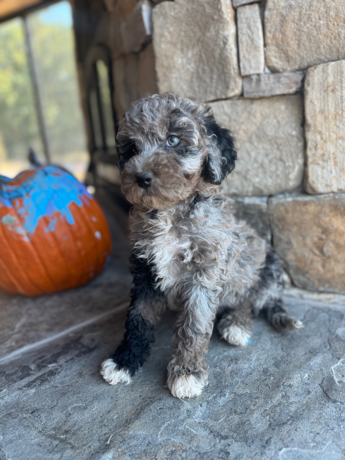 Micro/Mini Bernedoodle (female) “Frenchy”