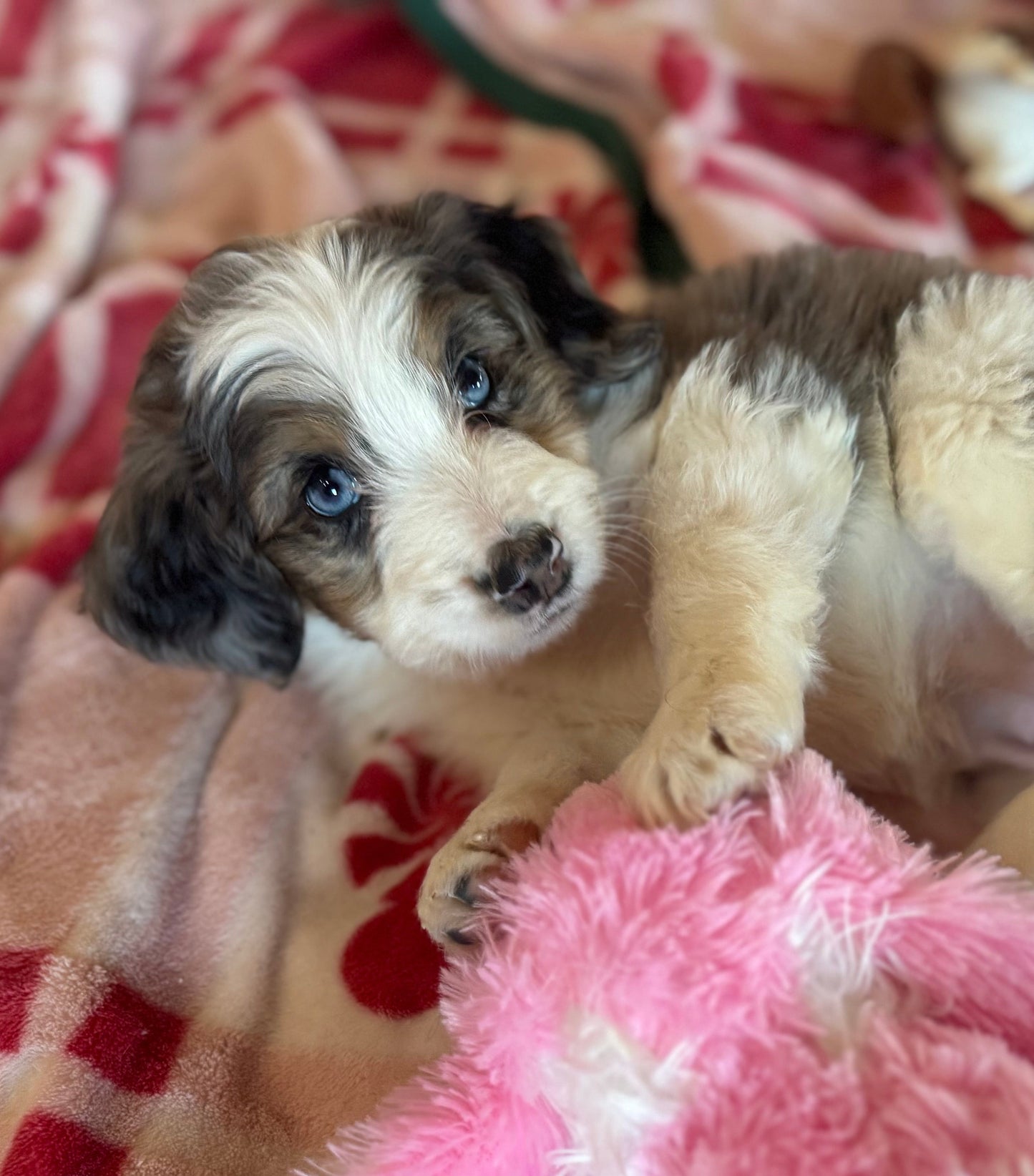 F1B Mini Bernedoodle (female) "Princess Atta”