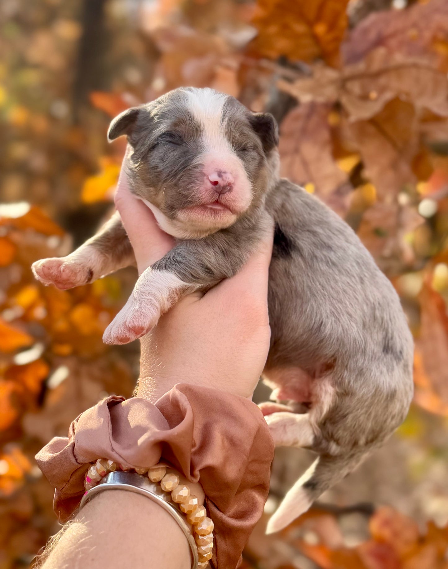 F1 Standard Bernedoodle (male) “Goofy”