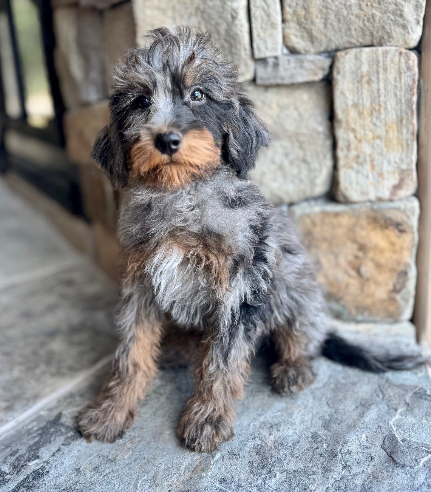 F1B mini Bernedoodle (male) “ Prince”