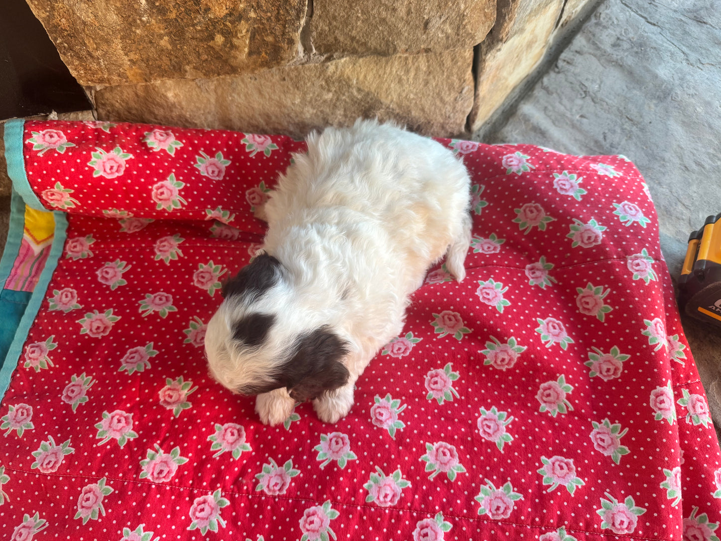 F1bb Micro/Mini Bernedoodle (female) "Salt"