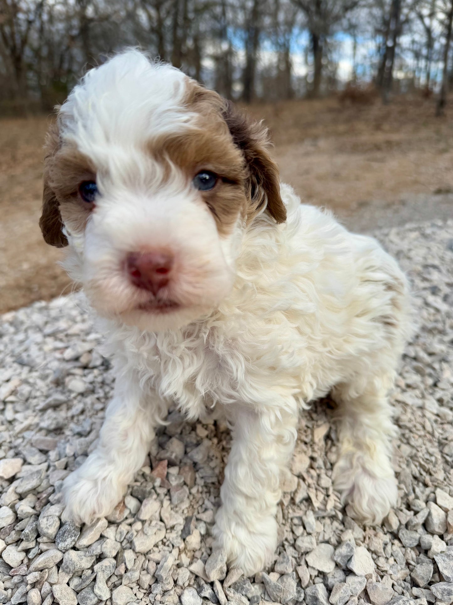 F1bb Micro/Mini Bernedoodle (male) "Walker”