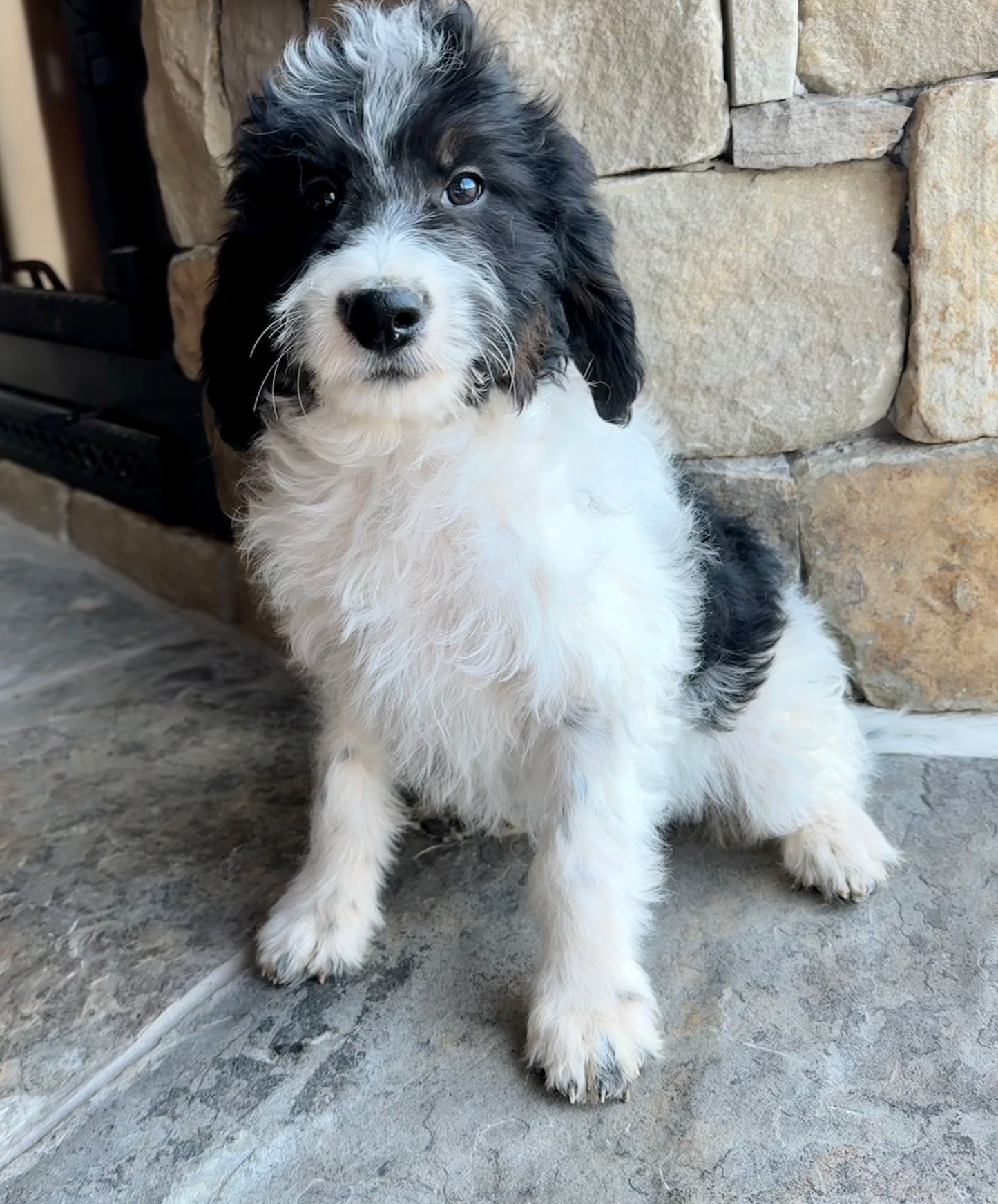 F1B Mini Bernedoodle (female) "Lisa”