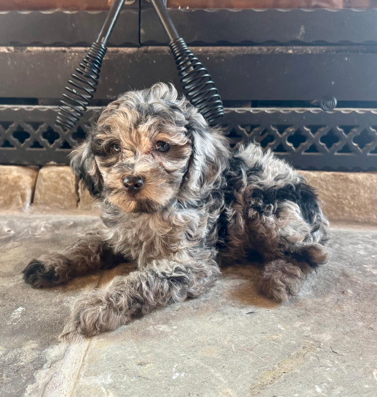 Micro/Mini Bernedoodle (female) “Sandy”