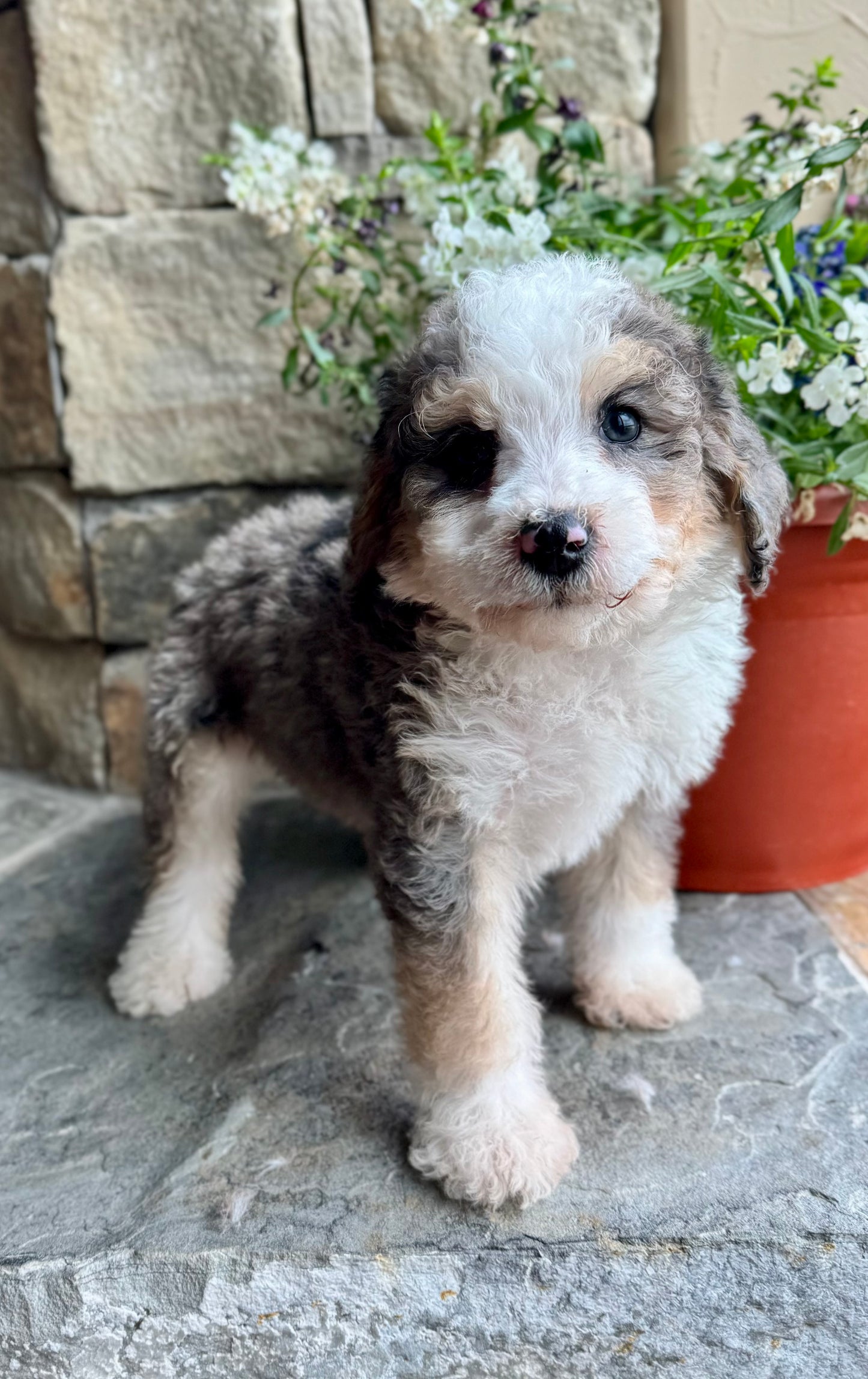 F1B Mini/ Medium Bernedoodle (male) “Dr.Pepper”