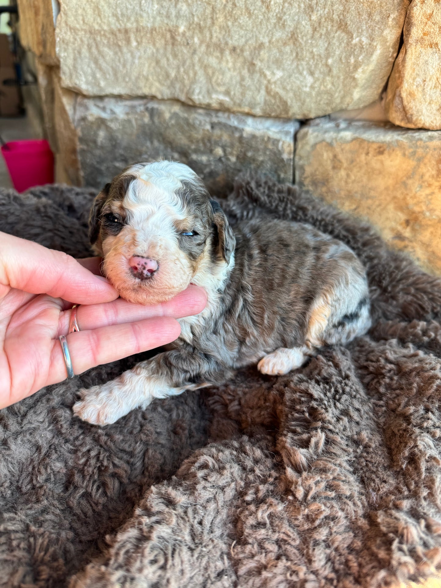 F1B Mini/ Medium Bernedoodle (male) “Dr.Pepper”