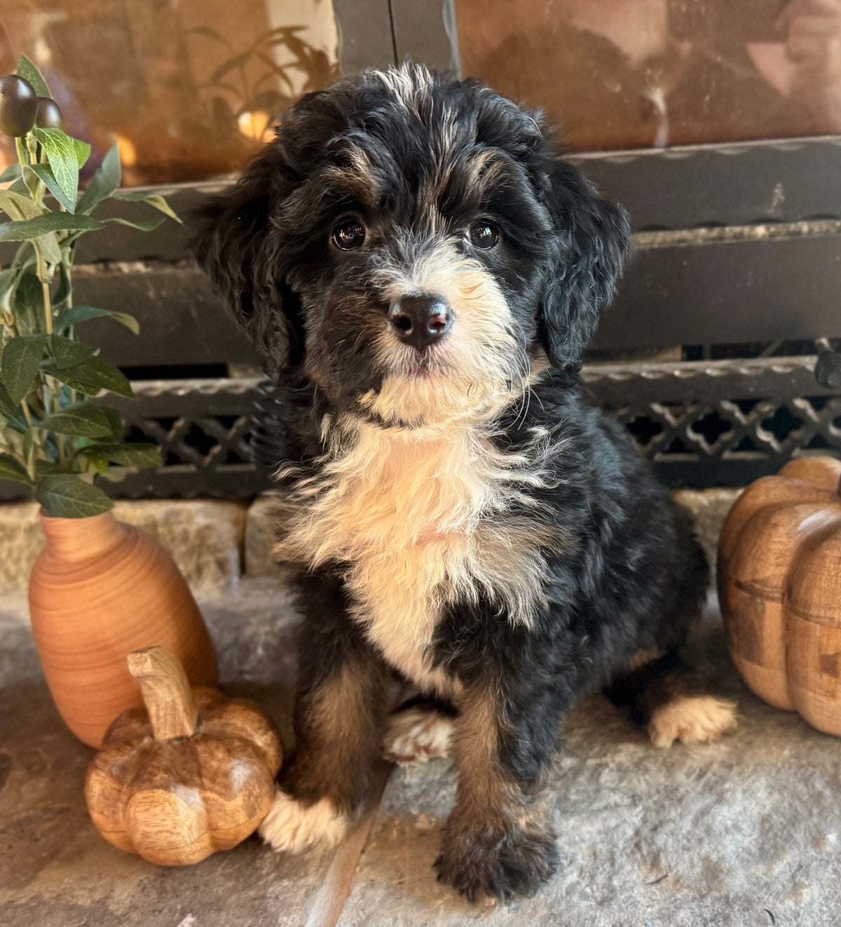 F1 Standard Bernedoodle (male) “Kurt Von Trapp”