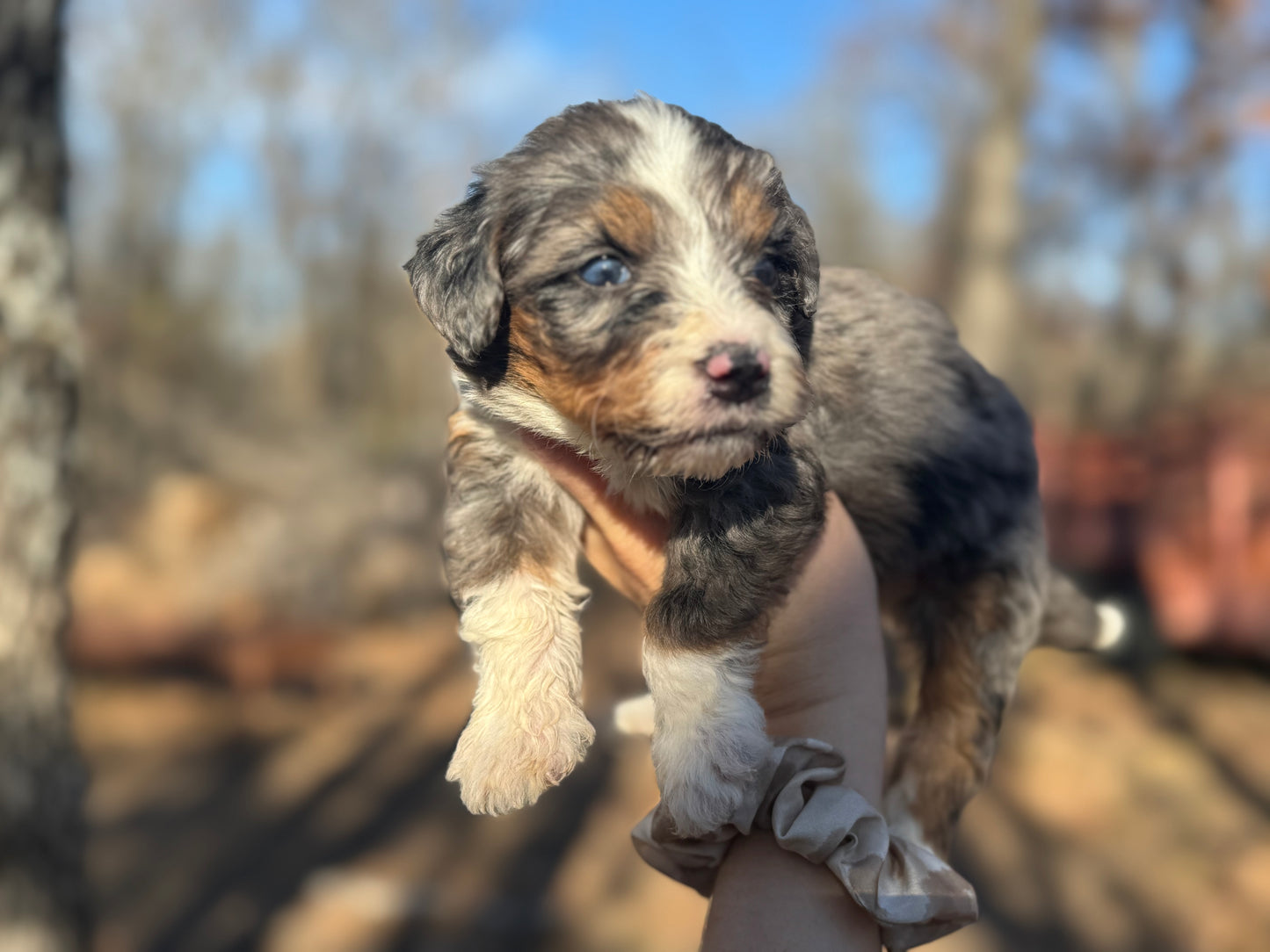 F1 Mini/medium Bernedoodle (male) "Spirit"