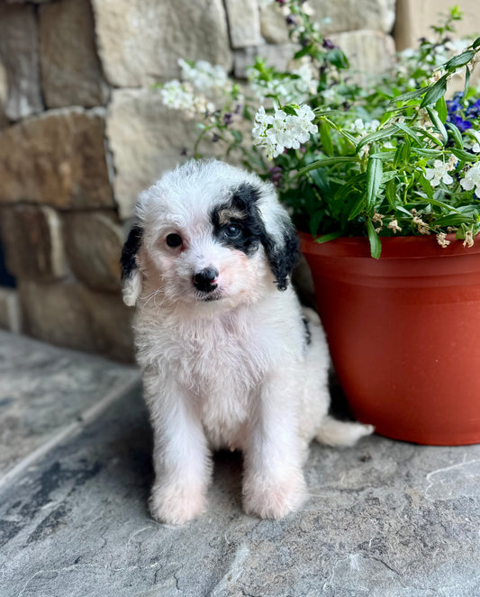 F1B Mini/Medium Bernedoodle (male) “Mountain Dew”