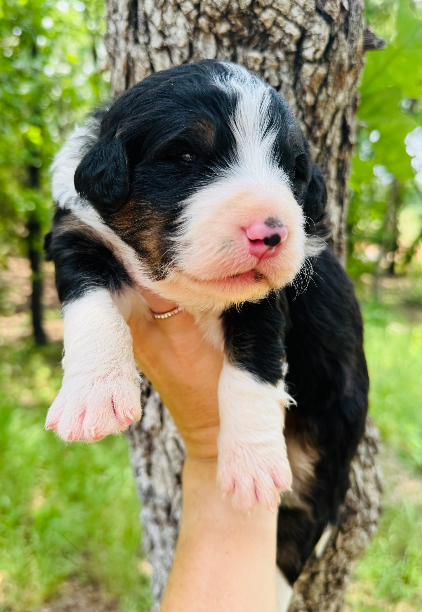 F1 Standard Bernedoodle (male) "black cat"