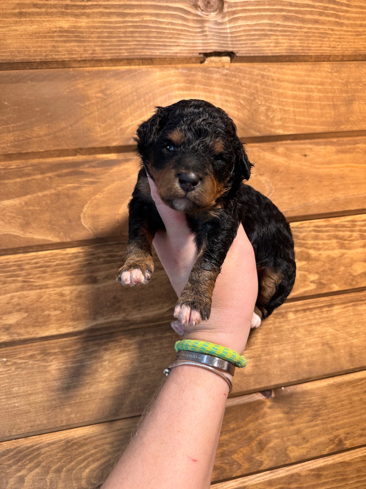 F1BB Micro/Mini Bernedoodle (female) "Bunny”