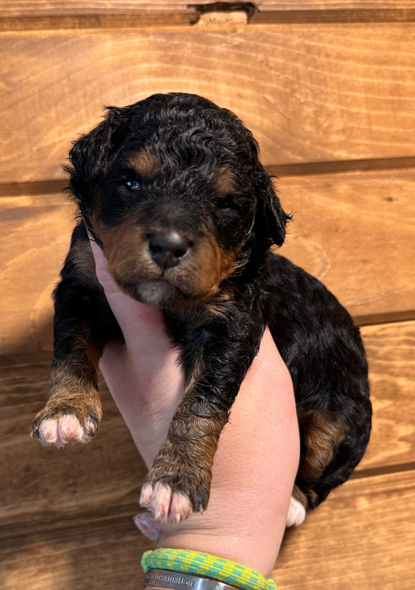 F1BB Micro/Mini Bernedoodle (female) "Bunny”