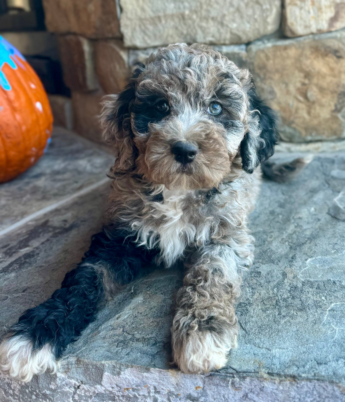Micro/Mini Bernedoodle (female) “Frenchy”