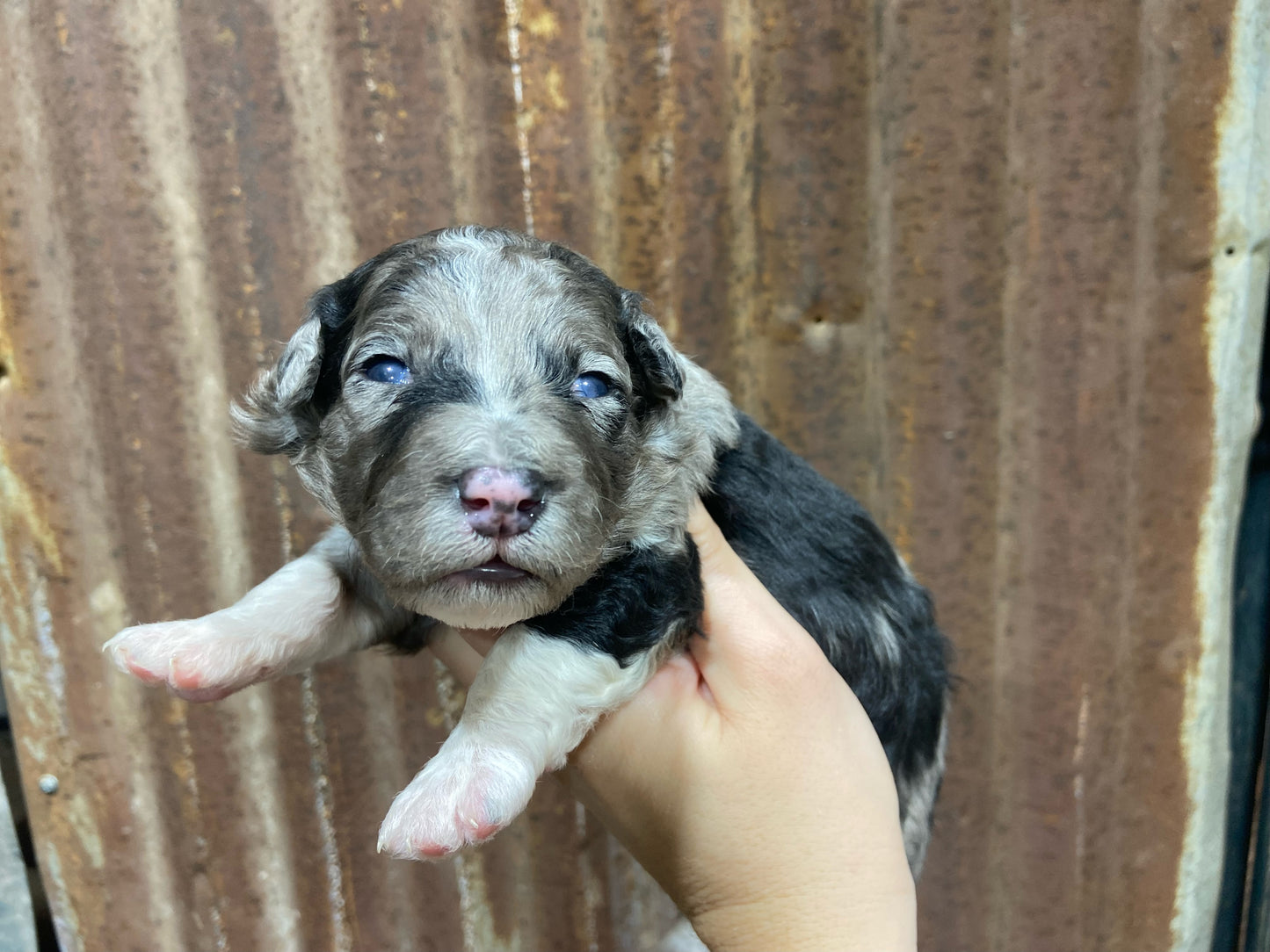 F1b Mini Bernedoodle (male) "Jess”