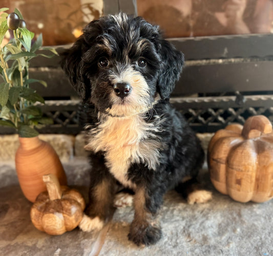 F1 Standard Bernedoodle (male) “Kurt Von Trapp”