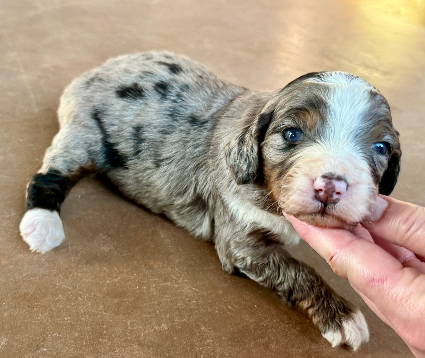 F1 Standard Bernedoodle (female) “Queen”