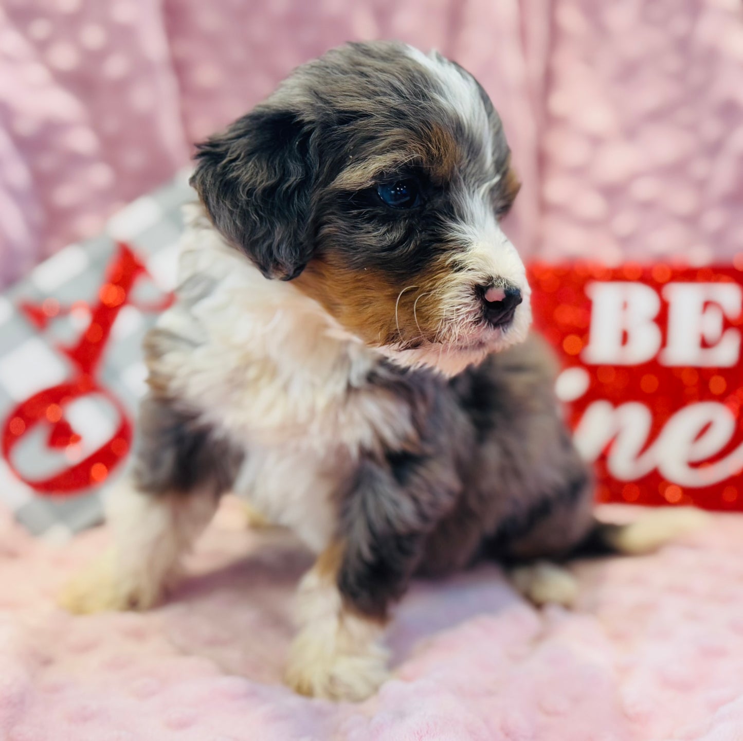 F1 Mini/medium Bernedoodle (male) "Spirit"