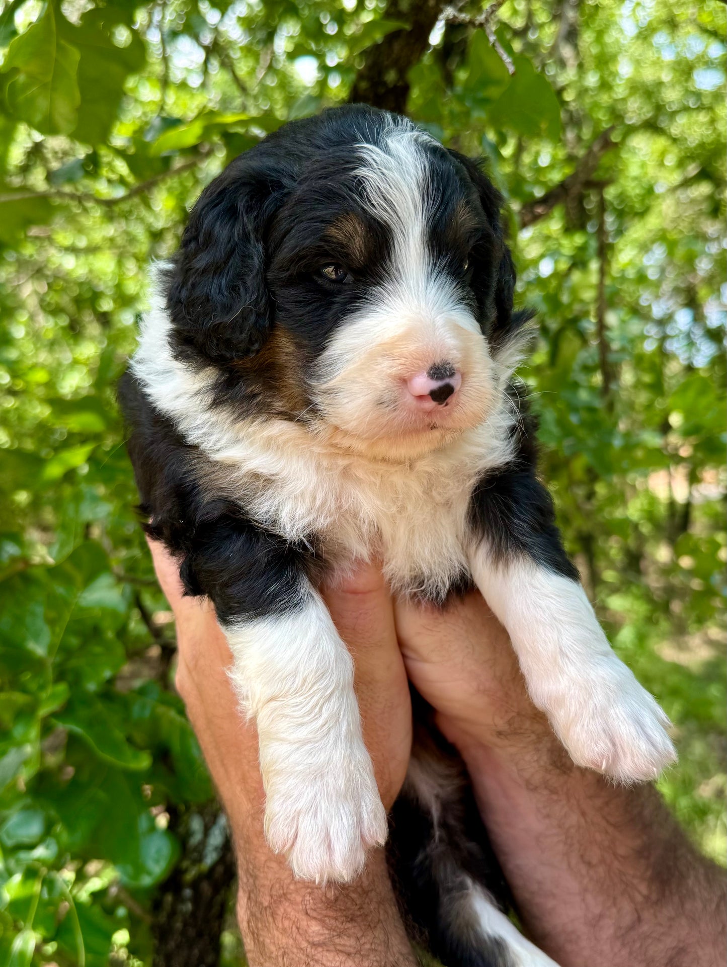 F1 Standard Bernedoodle (male) "black cat"