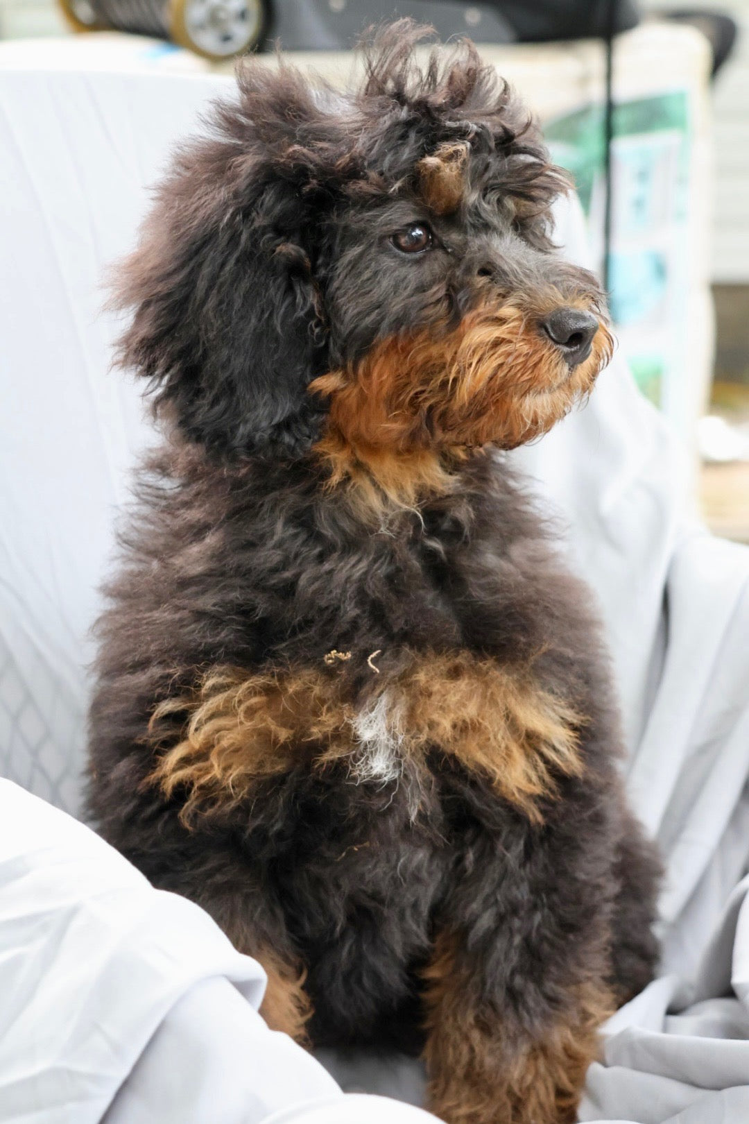 F1B Mini Bernedoodle (female) "Fiona”