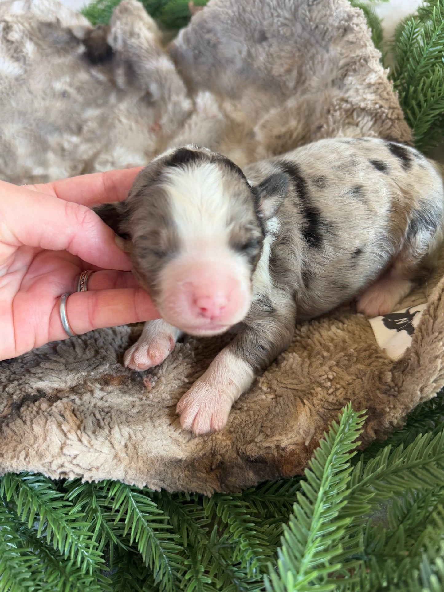 F1 Standard Bernedoodle (female) "Daisy”