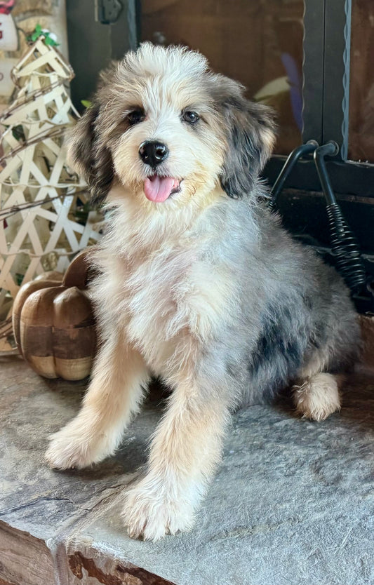 F1 Medium/Standard Bernedoodle (female) “Gretl”