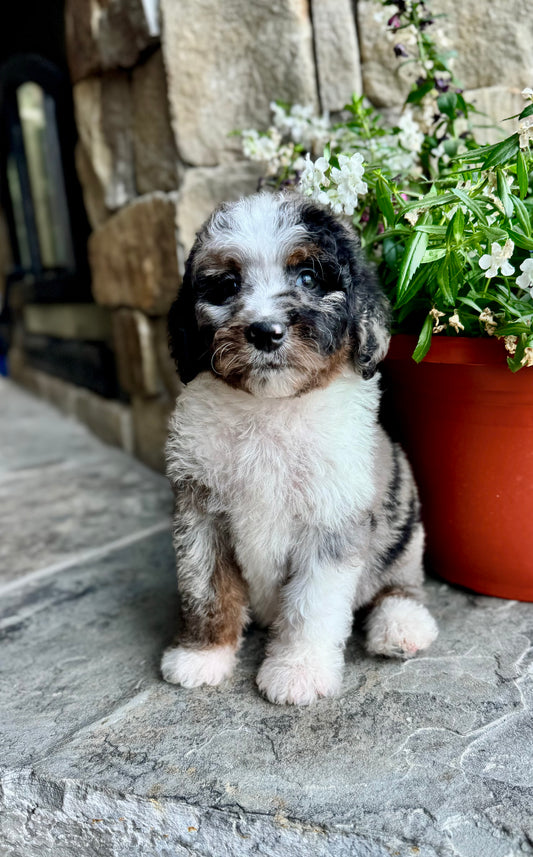 F1B Mini/ Medium Bernedoodle (female) “Coke”